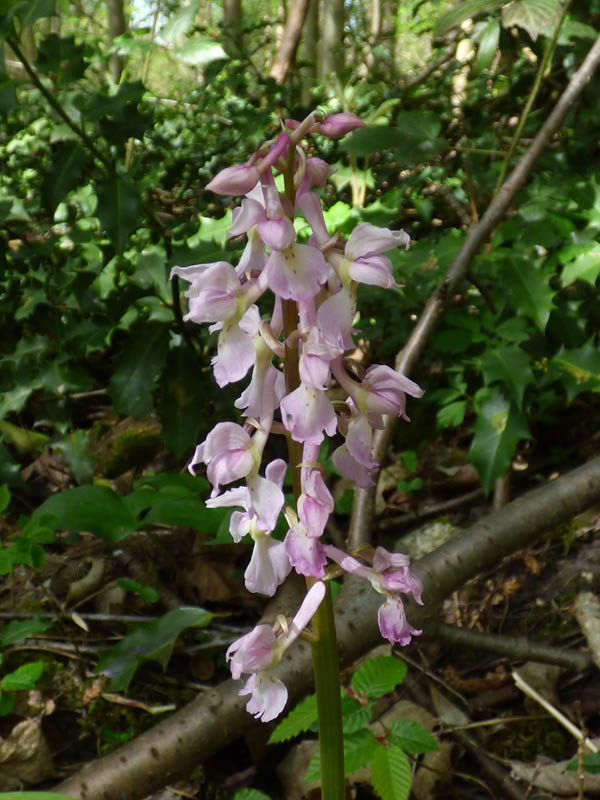 Orchis mascula 'rosea'